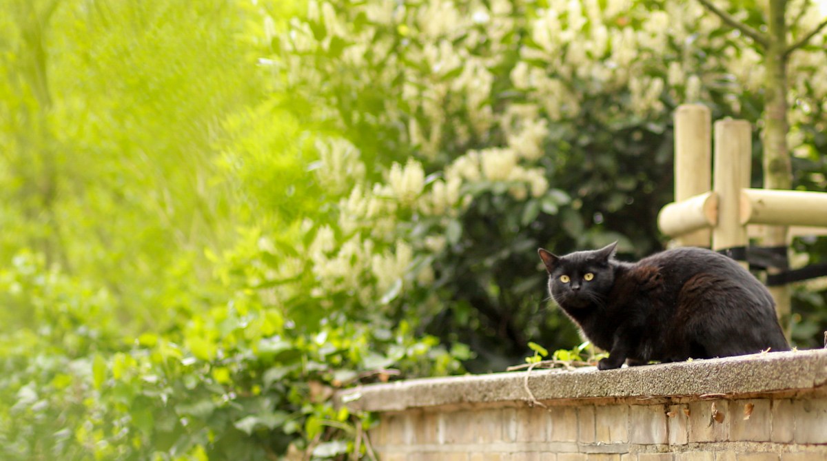 32874644477_19f736c5d7_o